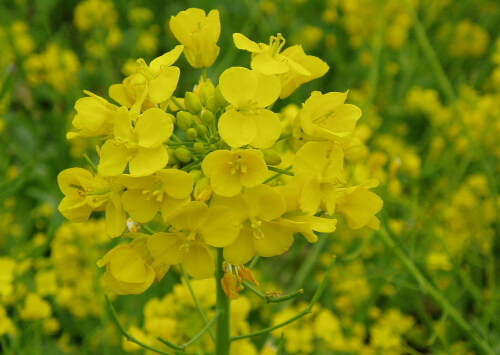 油菜花