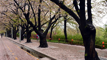 樱花大道