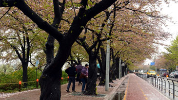 首尔樱花节