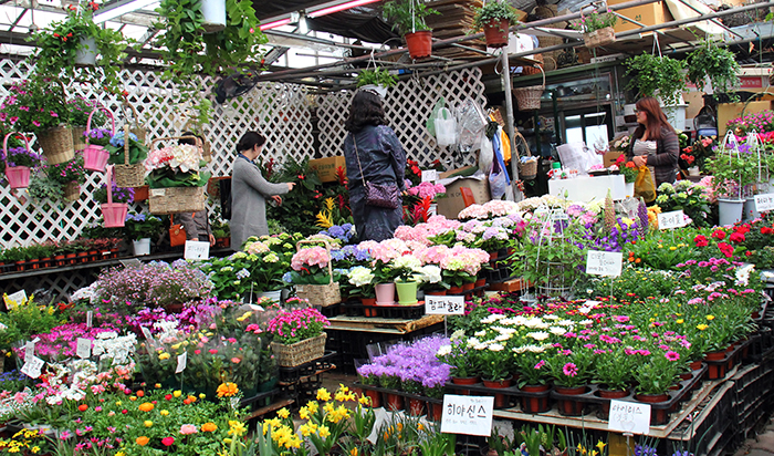 韩国首尔良才洞花卉批发市场——aT Flower City（aT花卉市场）