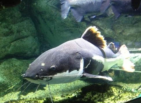 水族馆插图2