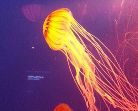 水族馆插图3