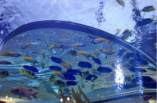 水族馆插图1
