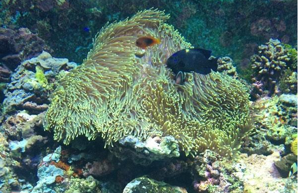 水族馆插图5