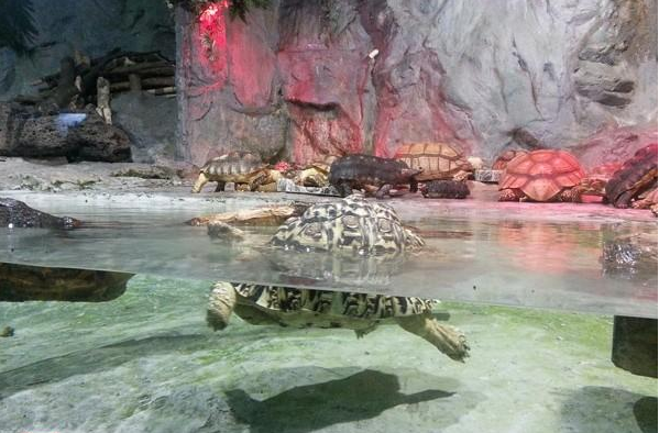水族馆插图6