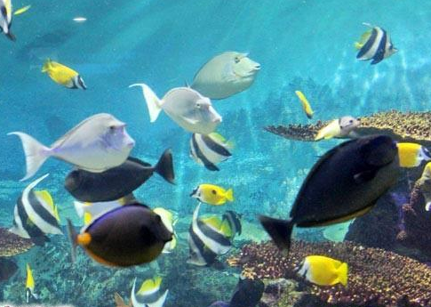 水族馆插图7