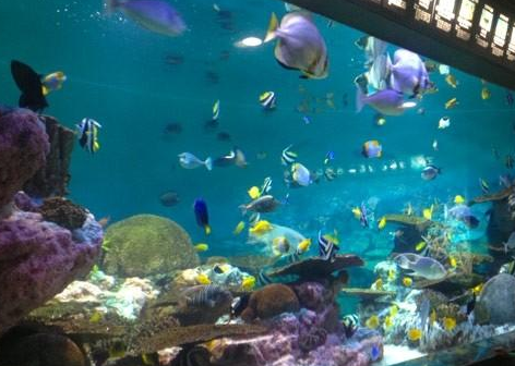 水族馆插图7