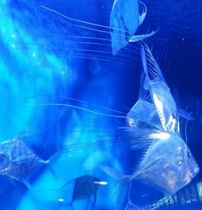 水族馆插图9