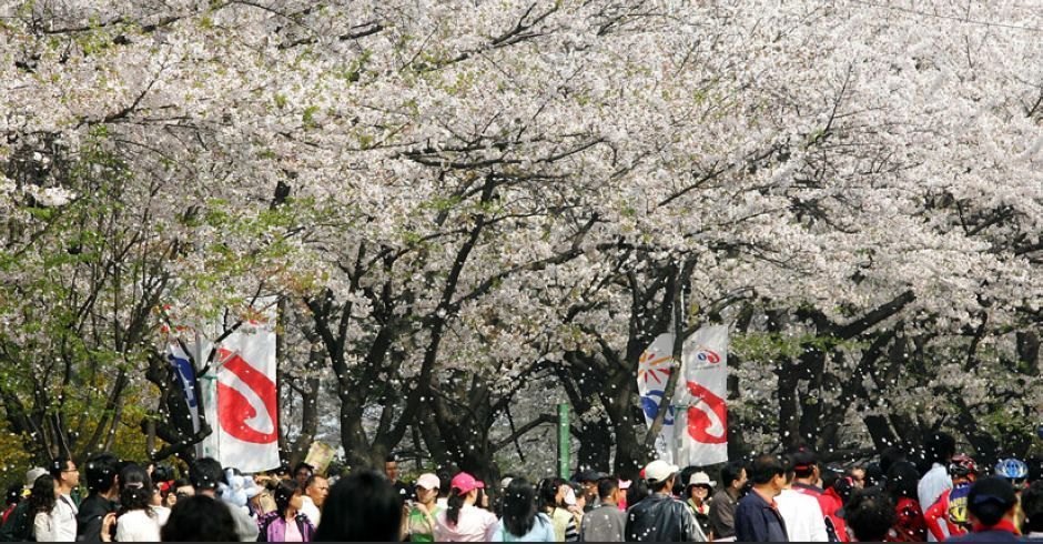 首尔樱花大道2