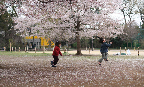 首尔樱花大道3