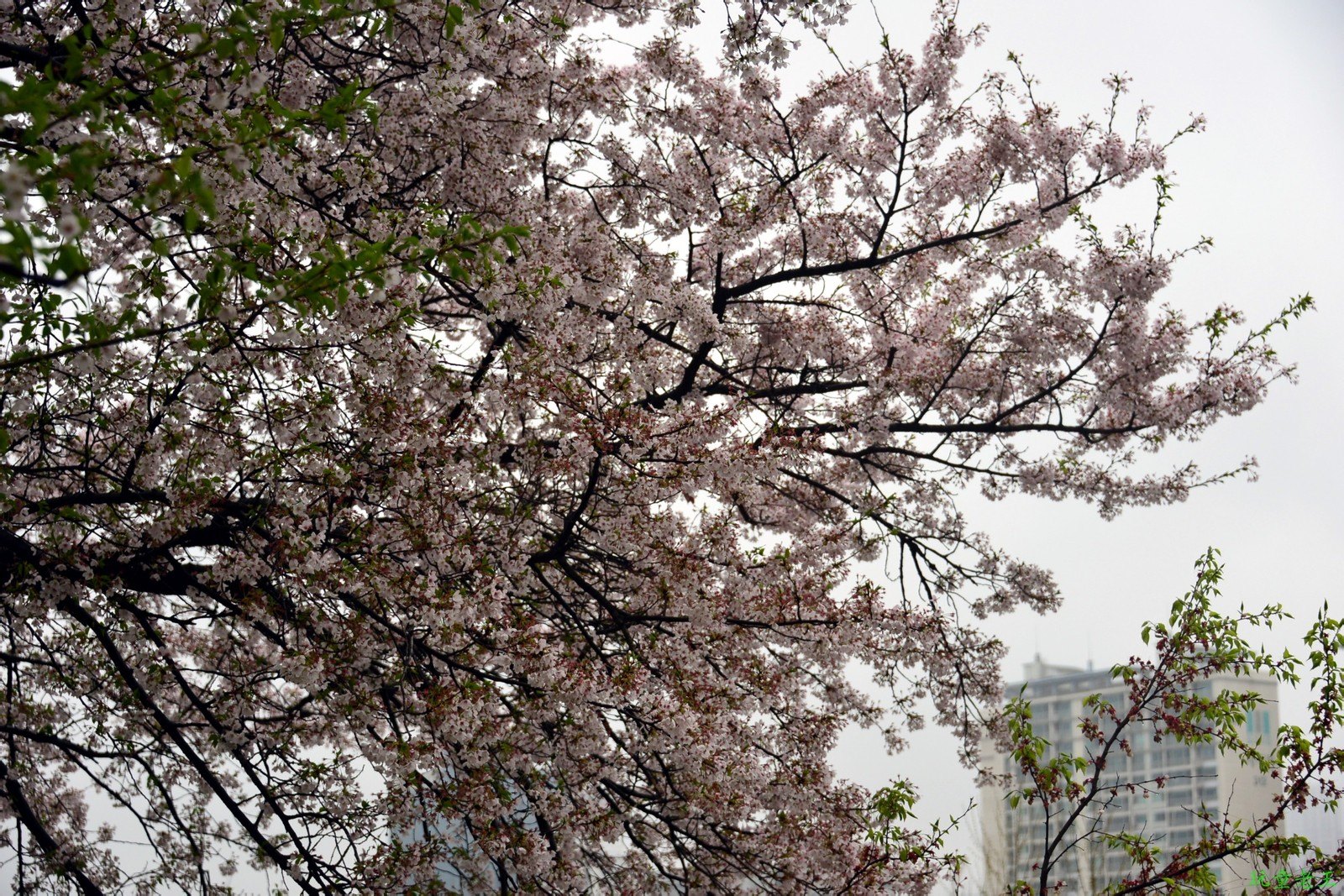 首尔樱花大道0