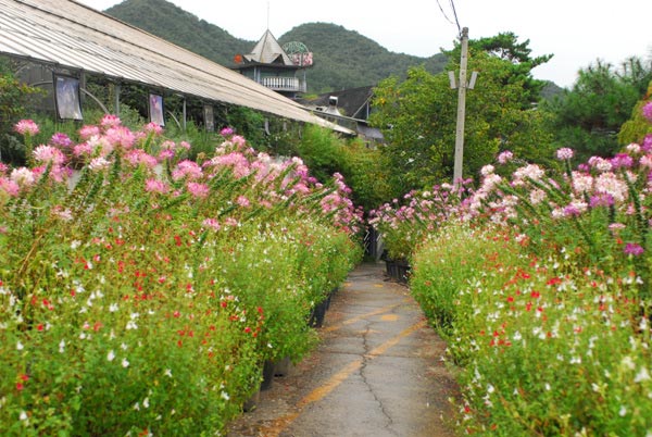 相洙香草世界