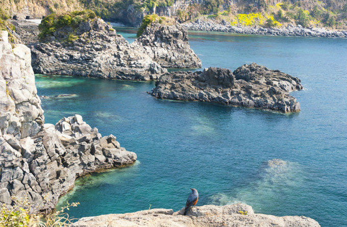 中文大浦海岸柱状节理带