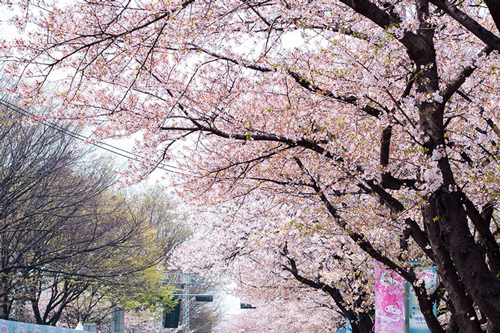 樱花道