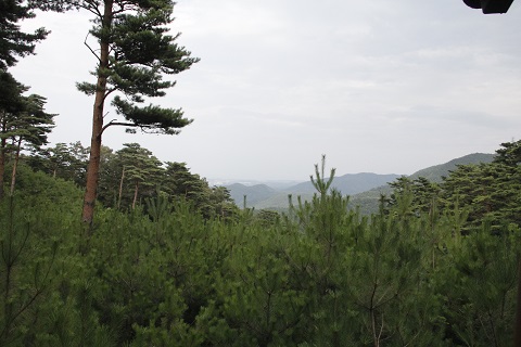 芳台山自然养生林