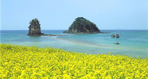 油菜花时节中的济州岛