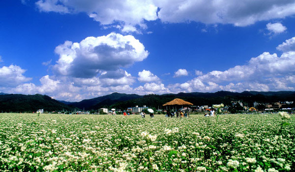 荞麦田