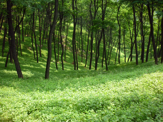 金刚松生长区