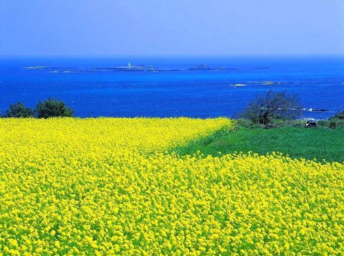 油菜花海