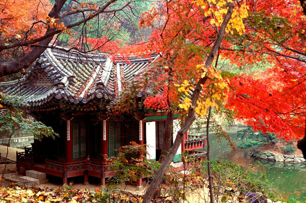 韩国的秋天