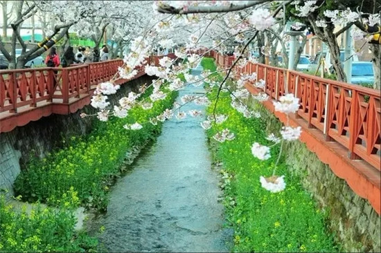 진해 여좌천 镇海 余佐川