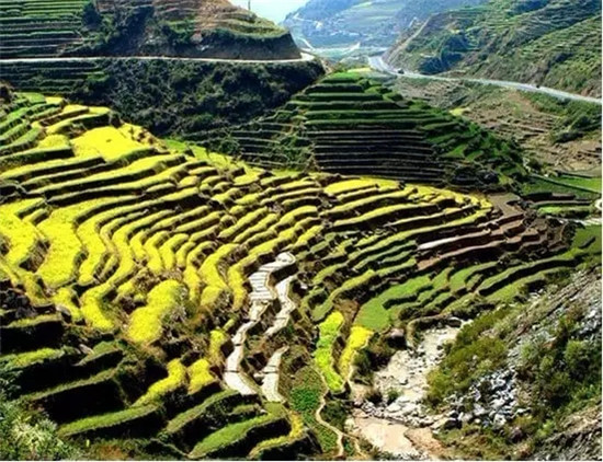 함양 다녹밭 咸阳 茶乐田园
