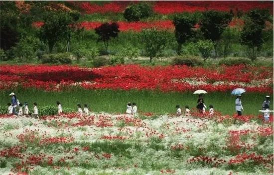 파주 심학산 꽃밭 坡州 寻鹤山 花田