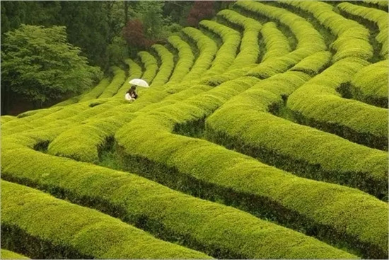 보성 녹차밭 宝城绿茶田园