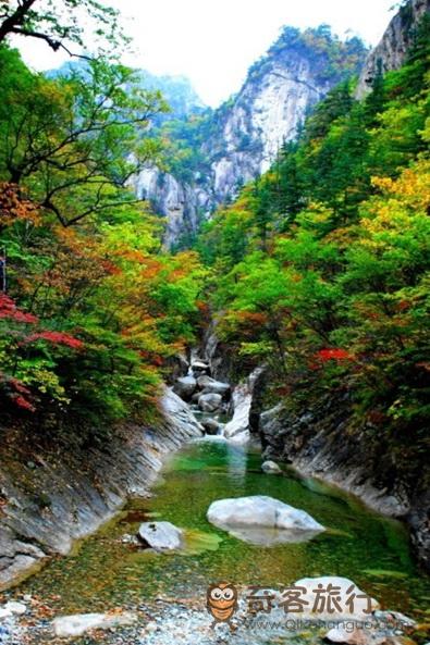 雪岳山的枫叶