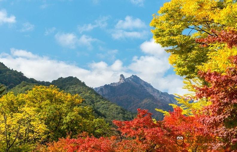 雪岳山的枫叶