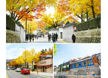 韩国秋季赏枫叶一日游