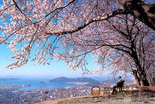 济州岛赏樱花