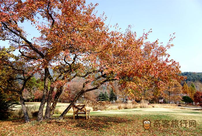 秋色蔓延的平康植物园草地庭园