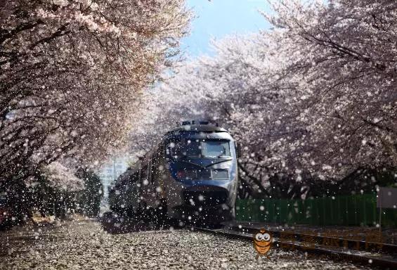 乘地铁赏樱花
