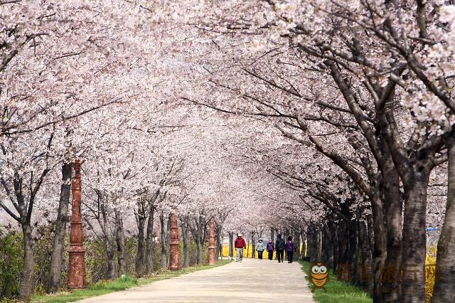 庆典二  2016永登浦汝矣島樱花庆典（영등포 여의도 봄꽃축제）