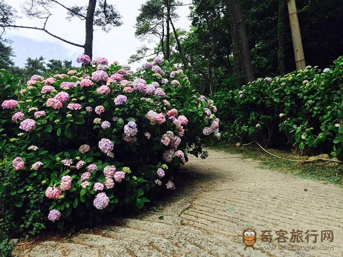 ▲每年夏季太宗台内的太宗寺会举办绣球花庆典
