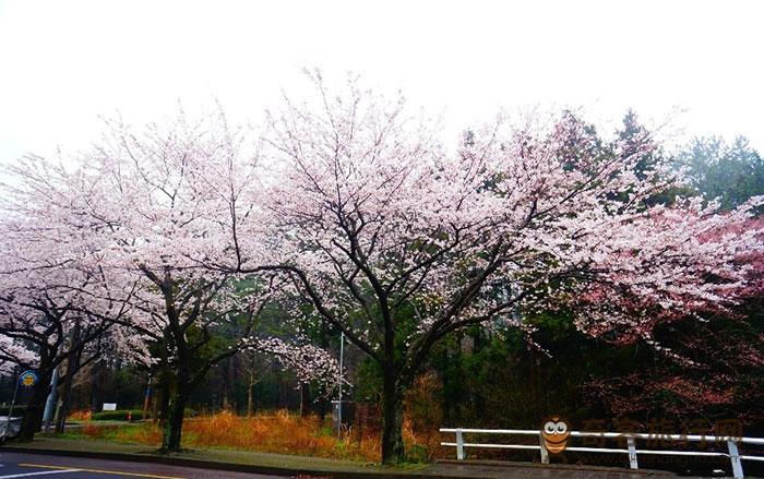 樱花树下的浪漫郊游：济州大学