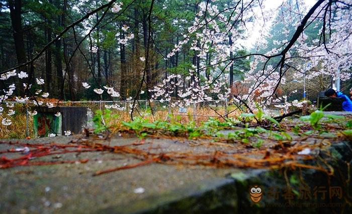 樱花树下的浪漫郊游：济州大学