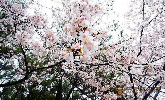 樱花树下的浪漫郊游：济州大学