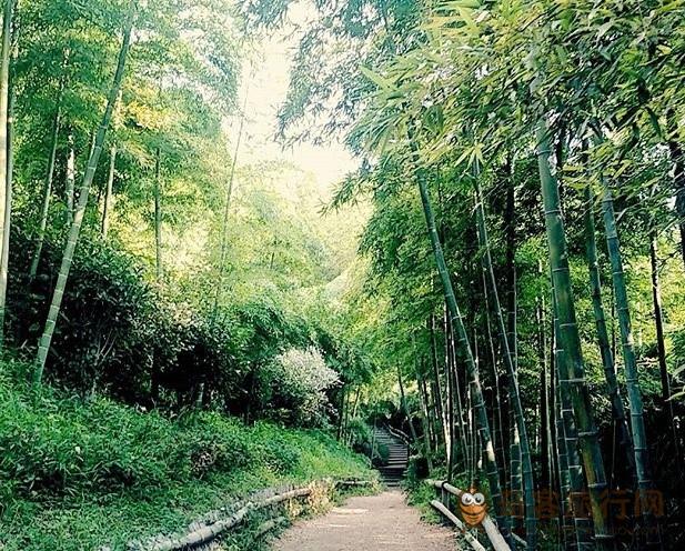 毛竹公园