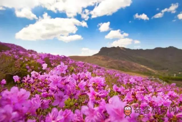庆尚南道 陕川杜鹃花生态群落地春花 庆尚南道 陕川杜鹃花生态群落地春花