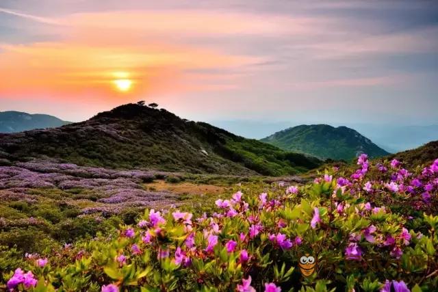 庆尚南道 陕川杜鹃花生态群落地樱花 庆尚南道 陕川杜鹃花生态群落地樱花