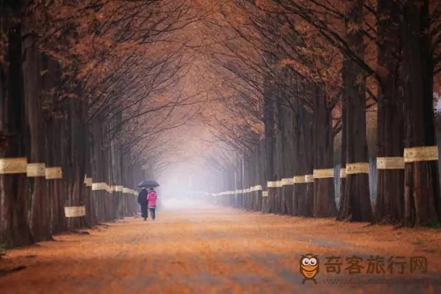 全罗南道 潭阳水杉林荫路 全罗南道 潭阳水杉林荫路