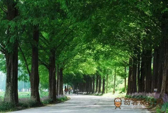 全罗南道 潭阳水杉林荫路夏景 全罗南道 潭阳水杉林荫路夏景
