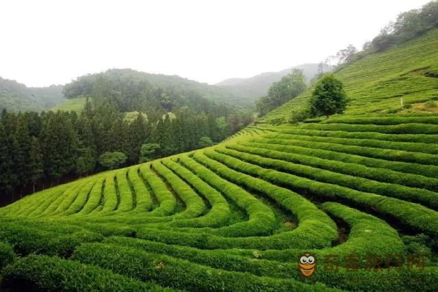 全罗南道 潭阳水杉林荫路夏景