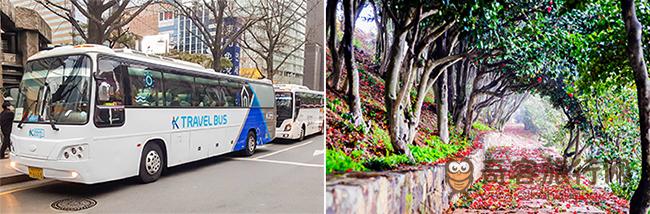 K-travel bus (左) 统营长蛇岛山茶树隧道(右)