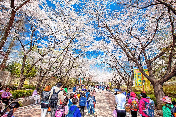 樱花绽放的首尔儿童大公园