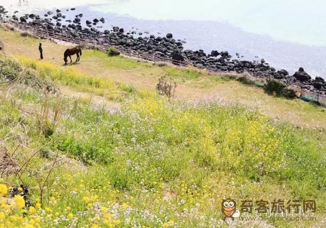 济州岛的油菜花