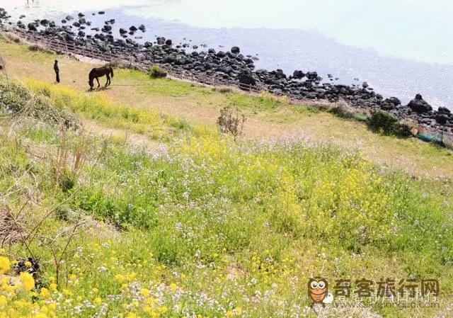 济州岛的油菜花