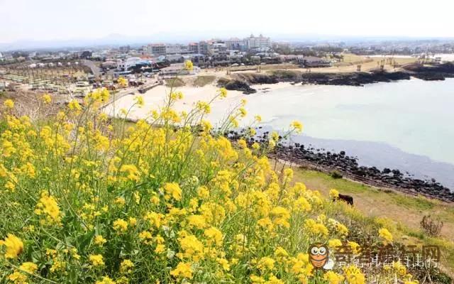 海边的油菜花